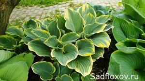 Шикарная хоста Сага (Sagae) в моем саду