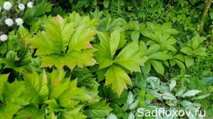 Пузыреплодники - одни из лучших кустарников для вашего сада