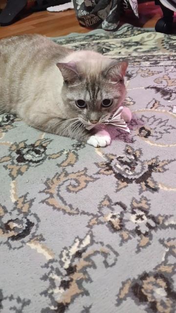 #Каспер смотреть онлайн