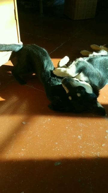 Забавные животные# кот#собака