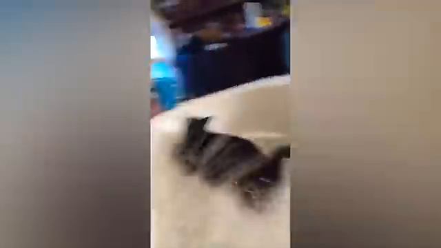 ПРИКОЛЫ С ЖИВОТНЫМИ ДО СЛЕЗ №1 #Смешные животные #Юмор #Приколы с животными смотреть онлайн