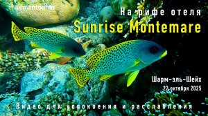 Риф отеля Sunrise Montemare. Шарм-эль-Шейх. 22 октября 2025