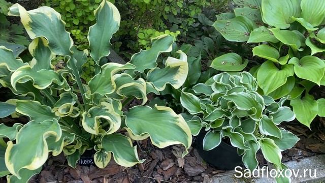 Хоста Let's Twist Again и ее сравнение с хостой Wheee смотреть онлайн