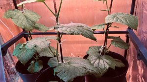 ФОРМИРОВКА и ПОДКОРМКА ОГУРЦОВ для Выращивания дома!!