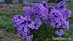 Мой новый флокс Зов Сердца