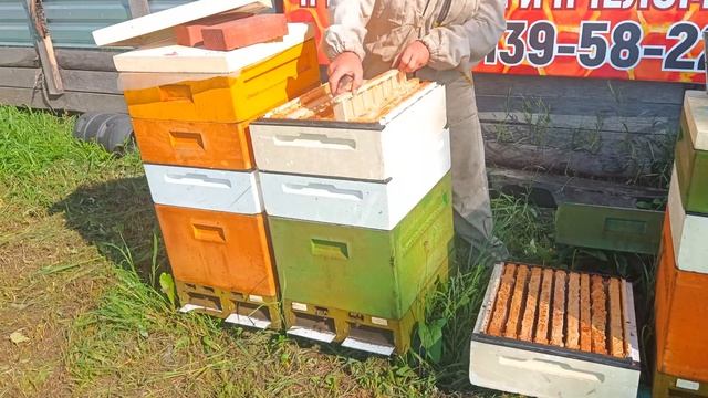 6 часть.Полный цикл развития июньских отводков Бакфаст с молодыми матками и получение мёда в Сибири смотреть онлайн