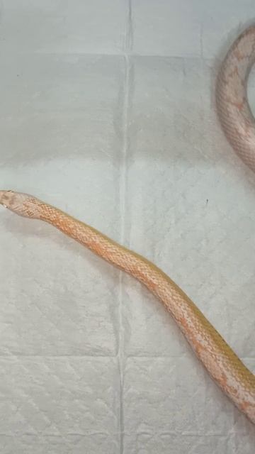 Карамелька. 21 ноября 2025 г. смотреть онлайн