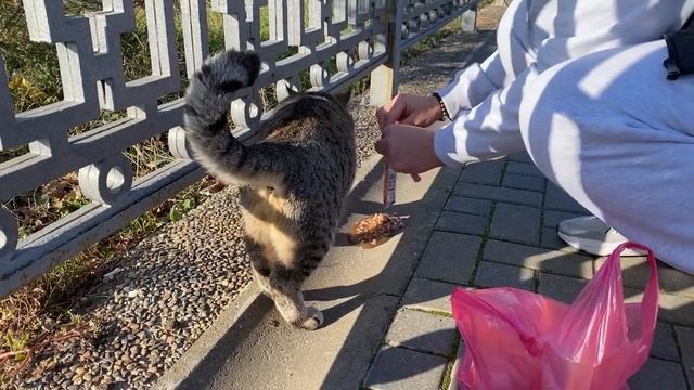 ВЛОГ Едем с Алисой в Фикс Прайс FIX PRICE ✅ Гуляем по Набережной и кормим кошек ! смотреть онлайн