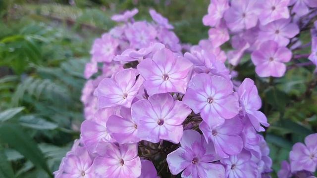 Дымчатый флокс Серебряный Век, селекции Е.А. Константиновой смотреть онлайн