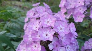 Дымчатый флокс Серебряный Век, селекции Е.А. Константиновой