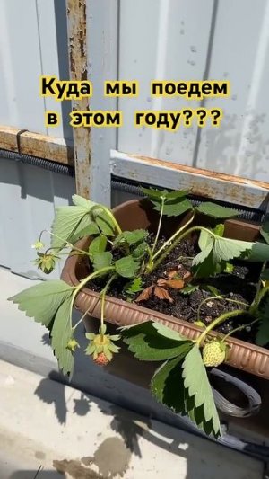 Куда мы поедем этим летом???  #миливанили #ванильнаясемья