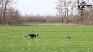 Охота на зайца с собаками сезон 2025-2026 г. (21 часть)