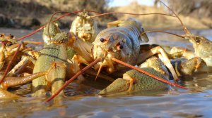 Ё-МОЁ! РАКИ - ЛОБСТЕРЫ. ЛОВЛЯ РАКОВ С НОЧЁВКОЙ на РАКОЛОВКИ. Осенняя рыбалка на окуня и густеру.