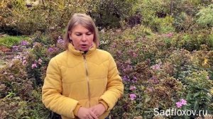 Когда и как я обрезаю флоксы осенью