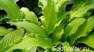 Оригинальная хоста Керли Фрайз (Curly Fries)