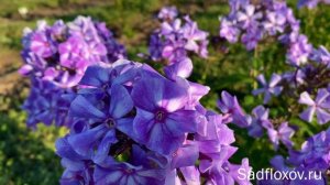 Мой новый флокс Ветреный Октябрь