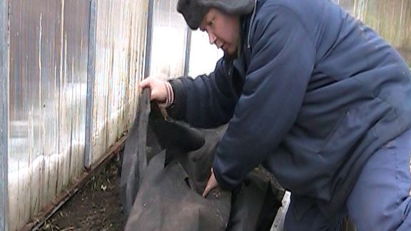 ПОДГОТОВКА К ЗИМЕ - УКРЫВАЮ ВИНОГРАД, СЛИВАЮ ВОДУ!!!