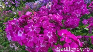 Флокс Святки моей селекции