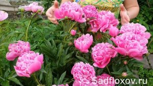 Один из самых старейших, пион Эдулис Суперба