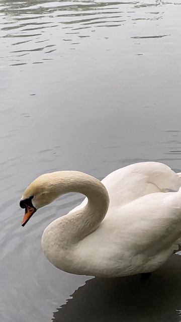 Лебедь-шипун выпрашивает угощение смотреть онлайн