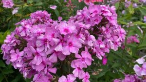 Флокс Элегия, селекции И.В. Фетисовой