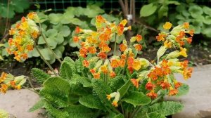 Яркие цвета примулы под названием Весенняя