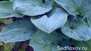 Хоста Миллениум (Millenium), уникального, сине-зеленого цвета в моем саду