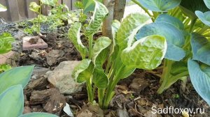 Оригинальная хоста Captain's Adventure (Кептенс Адвенче), в моем саду