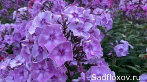 Флокс Абрамцевское Кружево селекции Юрия Репрева вечером