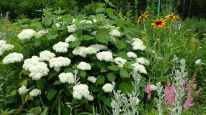 Сад без условий 2024  Удмуртия