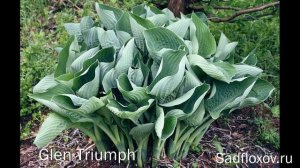 Редкие гигантские хосты