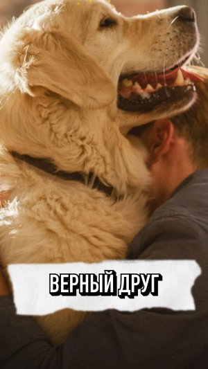 Собака Никогда Не Забудет Своего Хозяина 💔😢