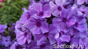 Флокс Морская Пучина моей селекции