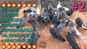 🔥🔥🔥 22.11.25 Голуби Донецка, Перевальска, Горловки на ярмарке в г.Красный Луч. Часть 2. Pigeons.