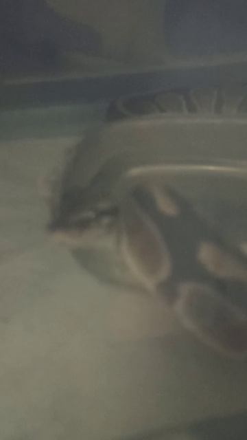 Норман типа купается... 14 ноября 2025 г. смотреть онлайн