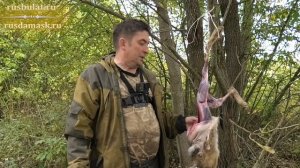 Обдираю зайца ножом Грибник из стали 9ХС