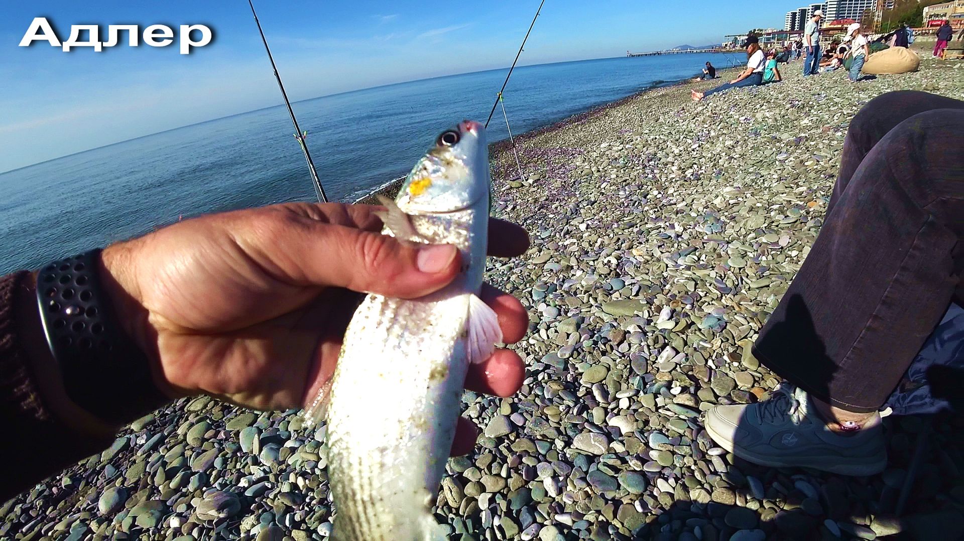 АДЛЕР. ПЛЯЖ ЧАЙКА. МАНДАРИН. ЛОВИМ КЕФАЛЬ. смотреть онлайн