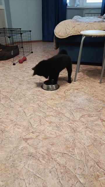 Вермут. Игры с миской. смотреть онлайн