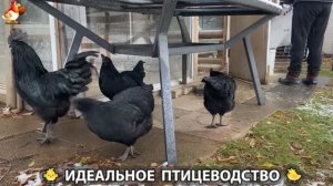 Идеальное птицеводство достойно восхищения 🐓🦆🦢🦚🦃🐔 эпизод (407)