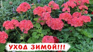 Как добиться пышного цветения пеларгонии круглый год! Уход за геранью в зимний период