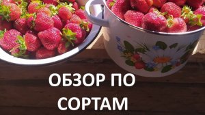 Обзор сортов //Клубника  Фестивальная//земляника  Барон Солемахер