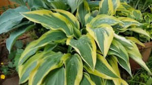 ХОСТА  БОБКЭТ HOSTA BOBCAT