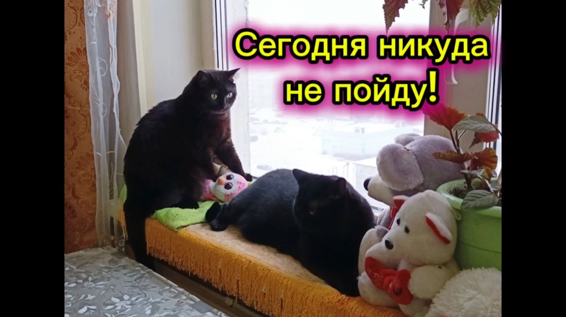 Кошки с озвучкой. смотреть онлайн