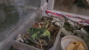 Попуанский кузнечик откладывает яйца