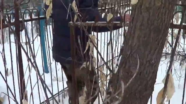 СЕАНС ЭГФ на старом кладбище. Нас напугал РЕЙК! Поиски могилки бабушки смотреть онлайн