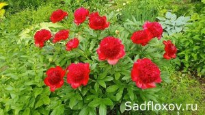 Бестселлер всех садов мира, пион Ред Чарм (Red Charm)