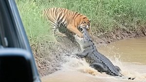 Невероятные моменты с животными которые обманули миллионы людей