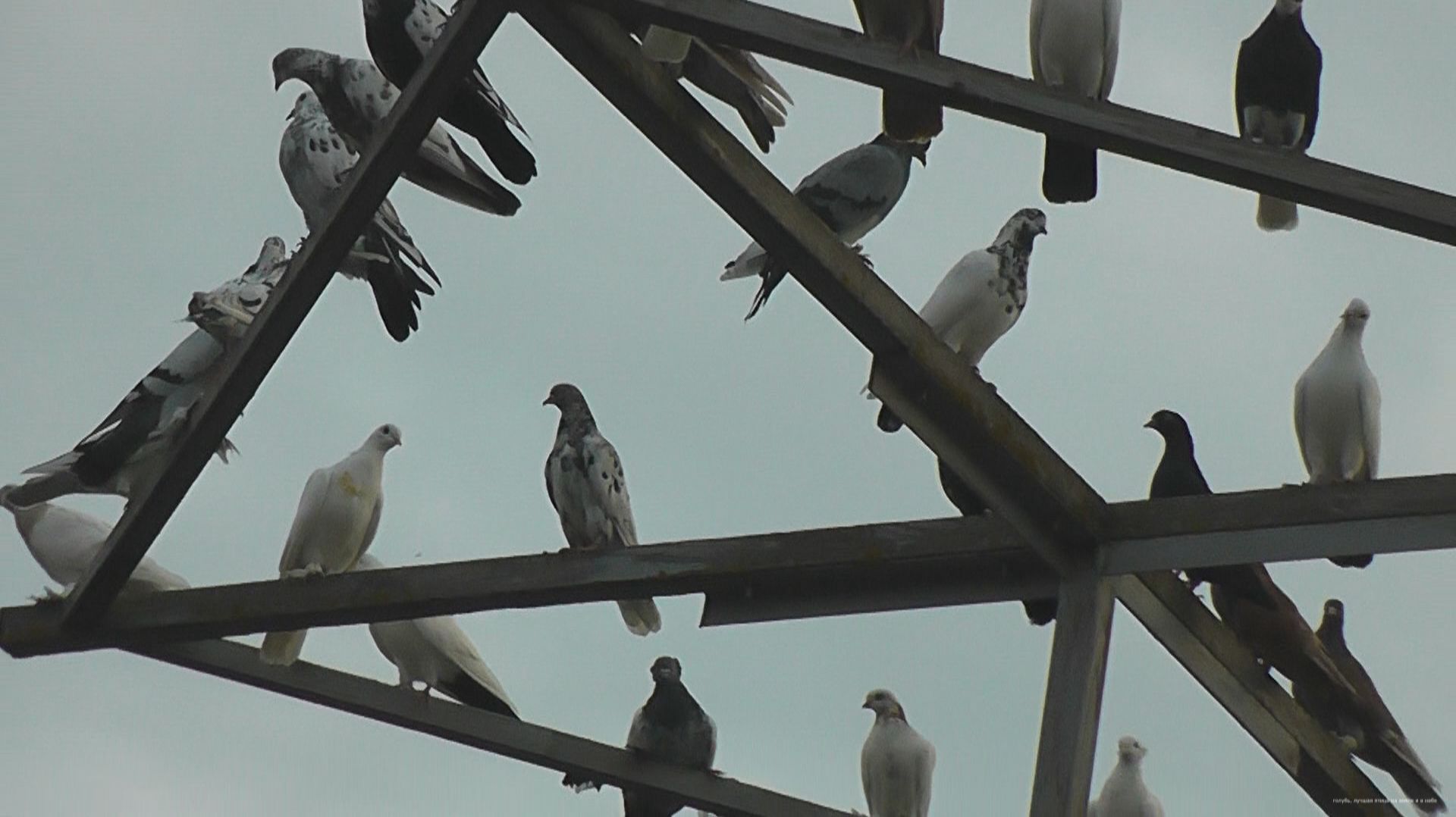 Бойные голуби Сергея. Рязань. Продажа смотреть онлайн