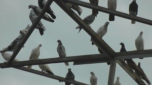 Бойные голуби Сергея. Рязань. Продажа