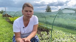 Почему мы отправляем растения с ОКС